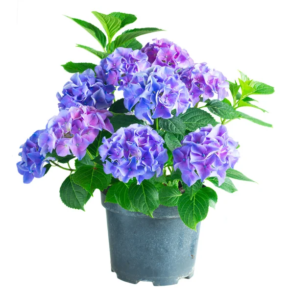 Blaue und violette Hortensienblüten — Stockfoto