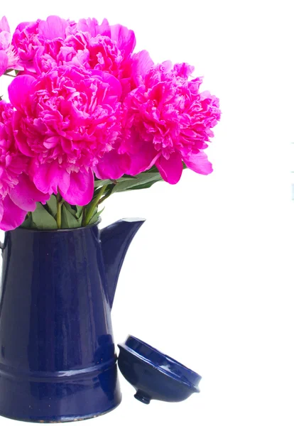 Bright pink peony flowers — Stock Photo, Image