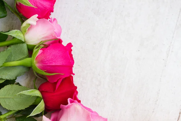 Pink fresh roses — Stockfoto