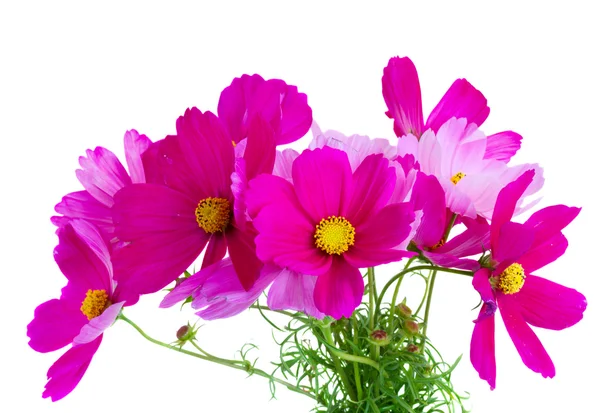 Cosmos flores rosa — Fotografia de Stock