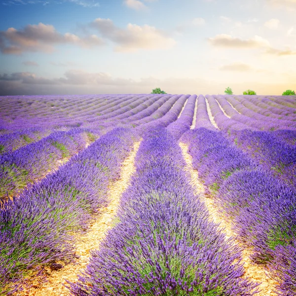 Campo de lavanda por la mañana — Foto de Stock