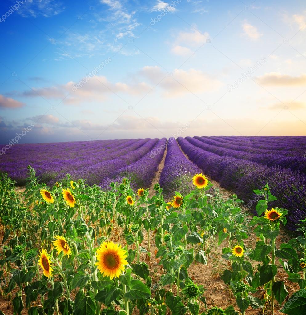 Sunflower and Lavender field Stock Photo by ©Neirfys 120653792