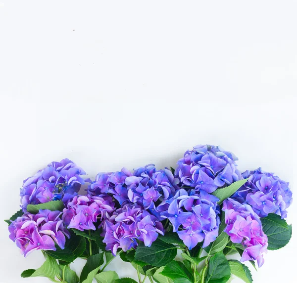 Flores de hortensia azul y violeta —  Fotos de Stock