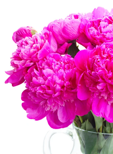 Bright pink peony flowers — Stock Photo, Image