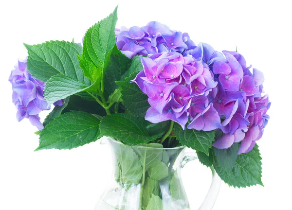 Blue and violet hortensia flowers — Stock Photo, Image