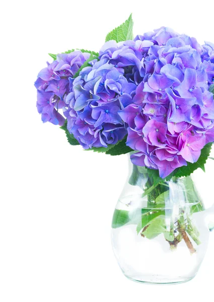 Blue and violet hortensia flowers — Stock Photo, Image