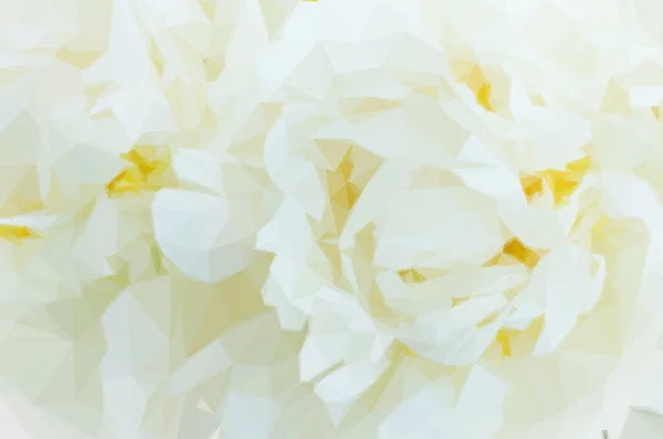 白い牡丹の花 — ストックベクタ