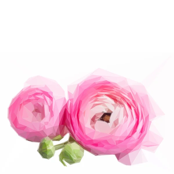 Pink and white ranunculus flowers — Stock Vector