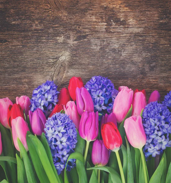 Jacinthe bleue et tulipes — Photo