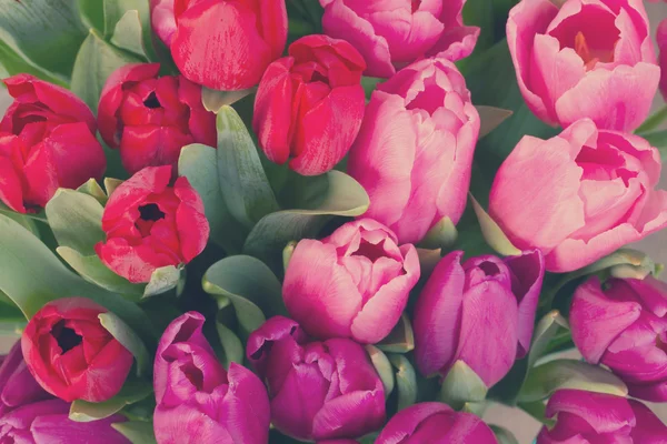 Rode en paarse tulp bloemen — Stockfoto