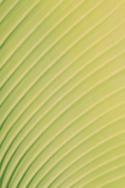 yaprak yeşil arka plan