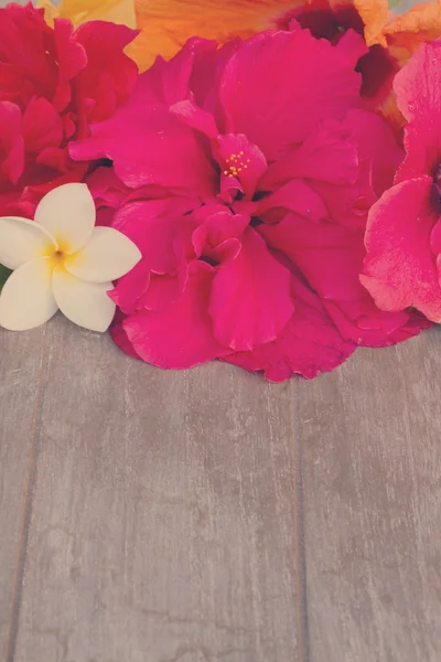 Rand van kleurrijke hibiscus bloemen — Stockfoto