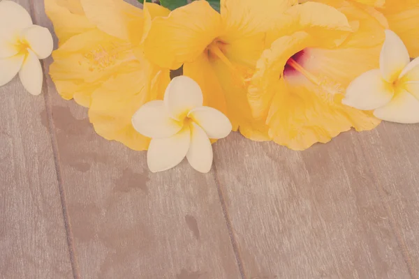 Kleurrijke hibiscus bloemen — Stockfoto