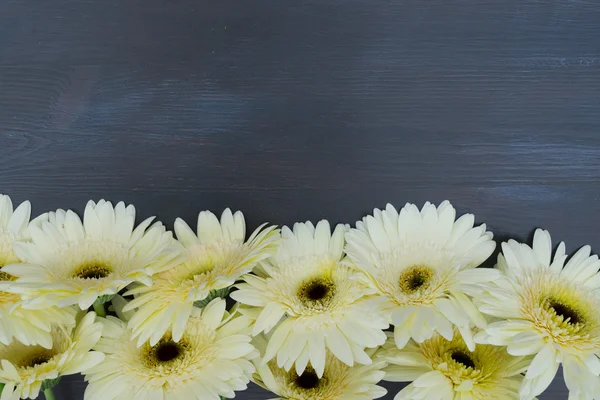 Beige Gerbera-Blüten — Stockfoto