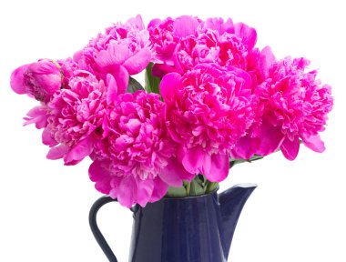 Parlak pembe Şakayık çiçekleri