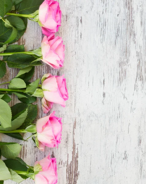 Pink fresh roses — Stock Photo, Image