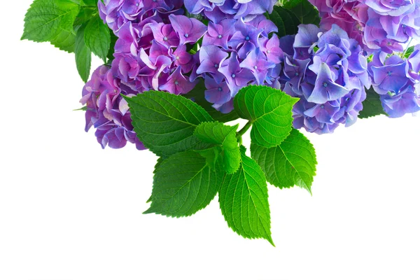 HORTENSIA mavi ve mor çiçekler — Stok fotoğraf
