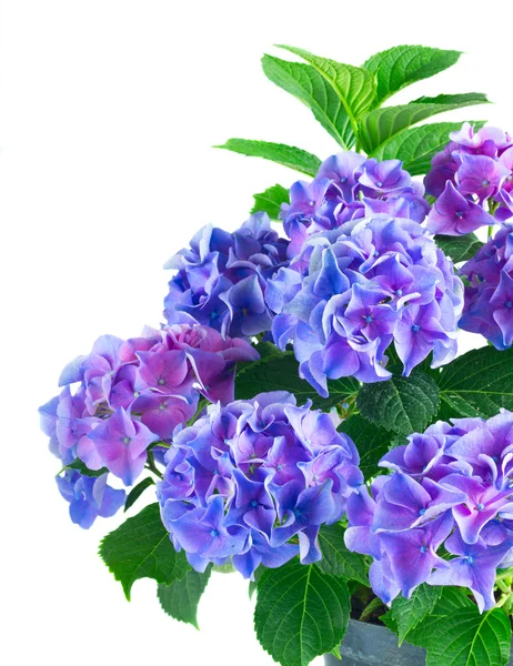 Fleurs d'hortensia bleu et violet — Photo