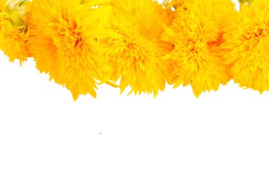 Sarı sonbahar ayçiçeği