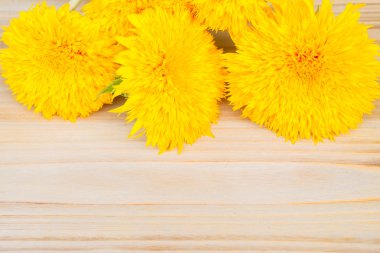 Sarı sonbahar ayçiçeği