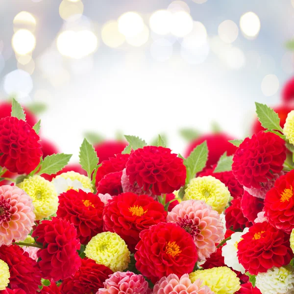 Dahlia blommor gränsen — Stockfoto