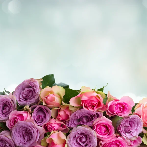 Strauß frischer Rosen — Stockfoto