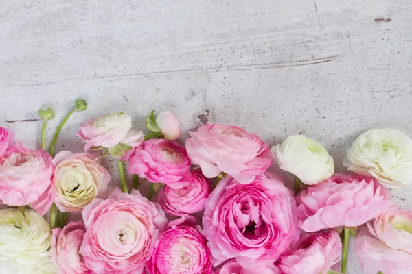 Růžové a bílé květy ranunkulu — Stock fotografie