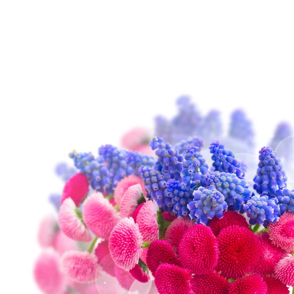 Muscari e Fiori Margherita — Foto Stock