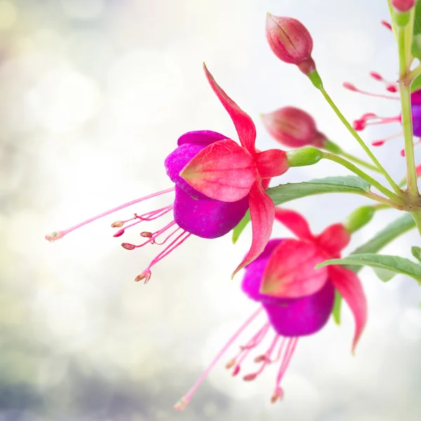 Fuchsia Blume auf weiß — Stockfoto