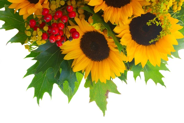 Yellow Sunflowers Green Leaves Red Berries Close Isolated White Background — Stock Photo, Image