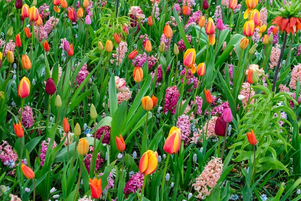 Coloridos Tulipanes Crecimiento Lecho Flores Jacinto Día Primavera — Foto de Stock