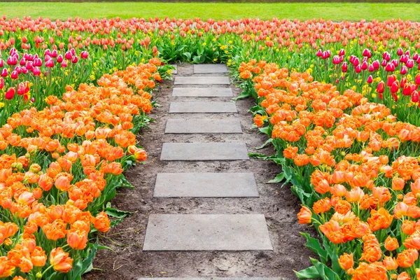 Coloridos Tulipanes Macizos Flores Camino Piedra Jardín Formal —  Fotos de Stock