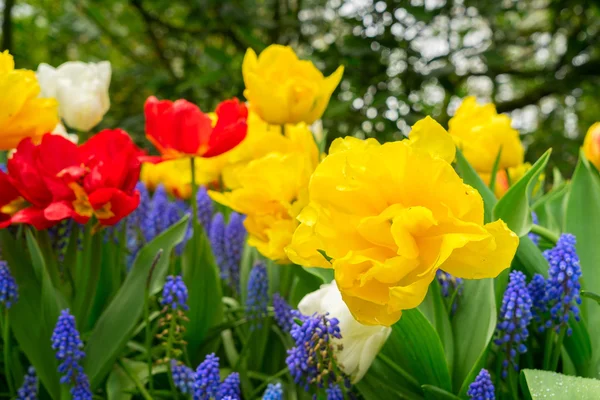 Vermelho Amarelo Tulipas Bluebell Canteiro Flores Perto — Fotografia de Stock