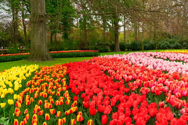 Coltivazione Variopinta Tulipani Aiuola Primavera Giardino Formale — Foto Stock