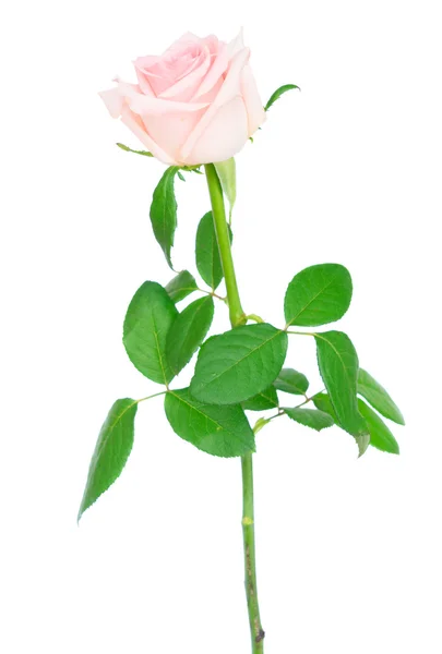 Rosa blommande rosor — Stockfoto