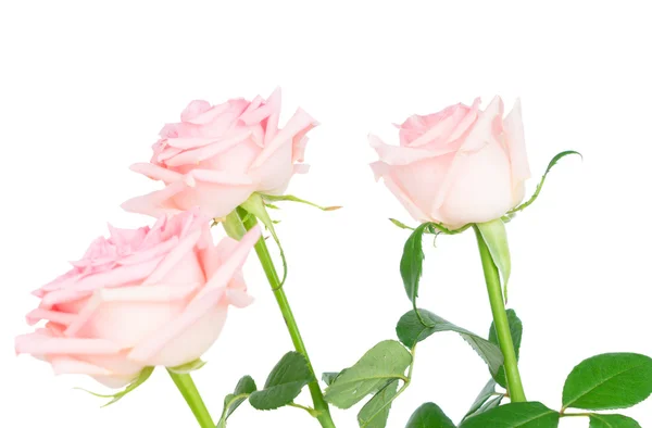 Rosa rosa florescendo rosas — Fotografia de Stock