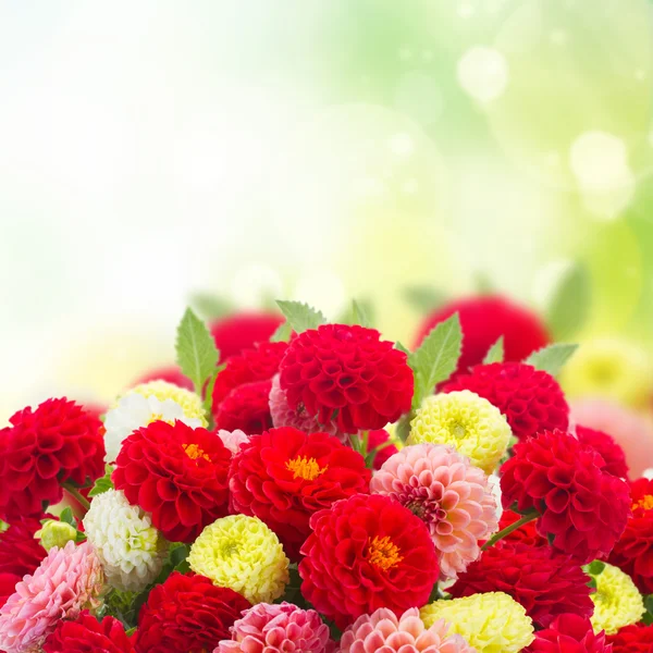 新鮮なダリアの花 — ストック写真