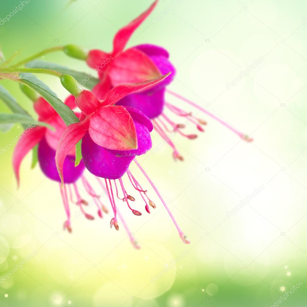 Fuchsia flower on white