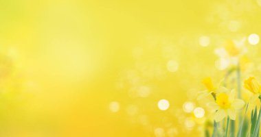 Bahar çanları ve nergisler