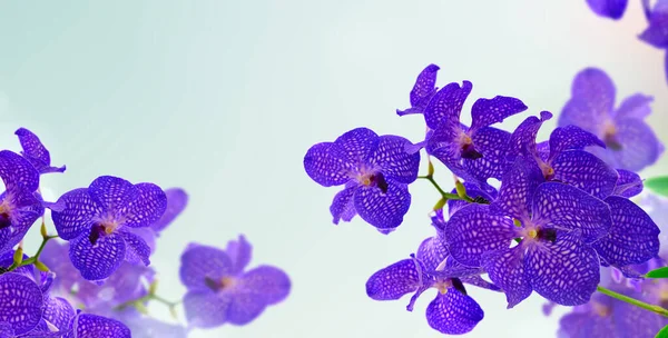 Blauwe orchideeën. — Stockfoto