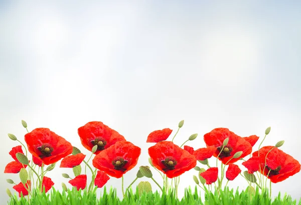 Poppy rode bloemen — Stockfoto