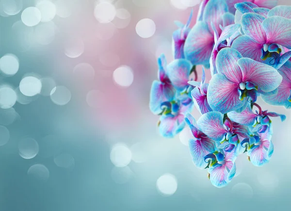 Stem of blue orchids — Stock Photo, Image
