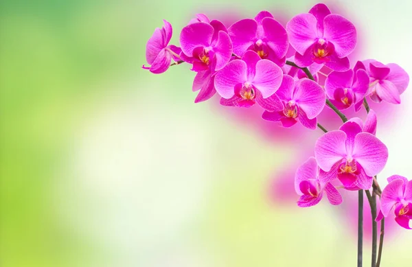 Purple orchid branch — Stock Photo, Image