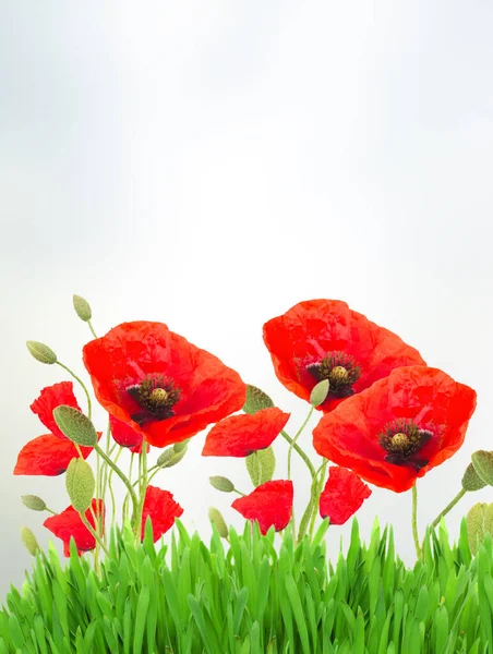 Poppy rode bloemen — Stockfoto