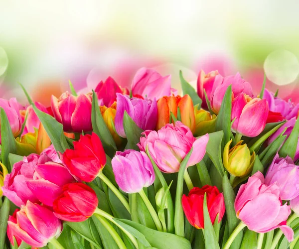 Boeket van roze, paarse en rode tulpen — Stockfoto