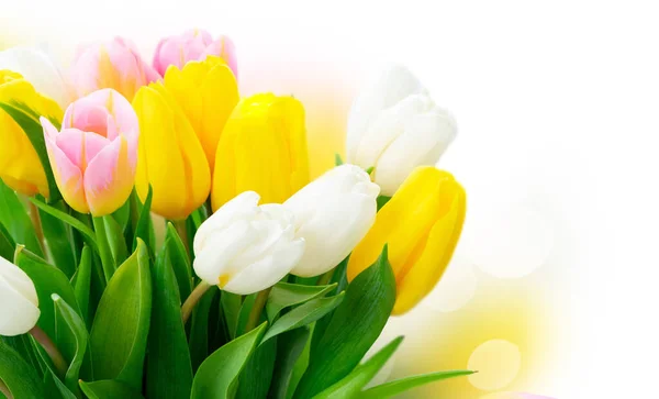 Różowe świeże tulipany — Zdjęcie stockowe