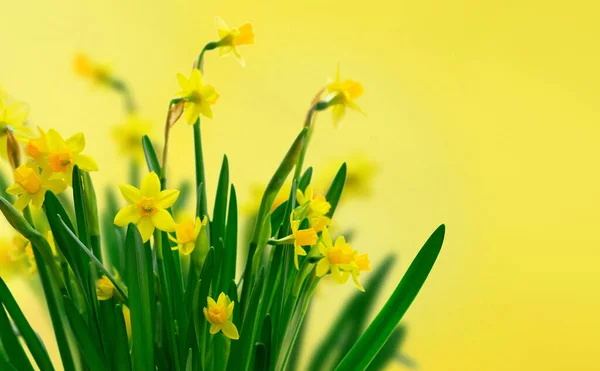 Žluté narcisy květiny — Stock fotografie