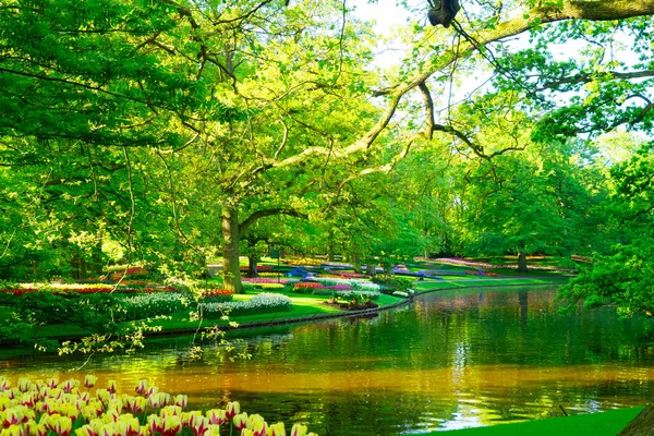 Весняний ставок у парку — стокове фото