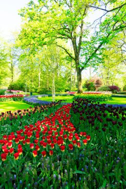 Çiçekli taze çimen