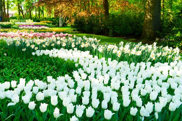 Lecho de flores de tulipanes y arándanos — Foto de Stock